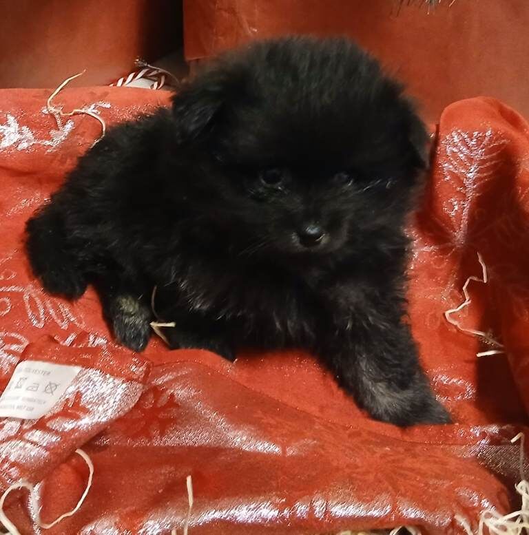 Pomeranian puppies for sale in Enniskillen, County Fermanagh – 8 weeks old - Image 6 of 6