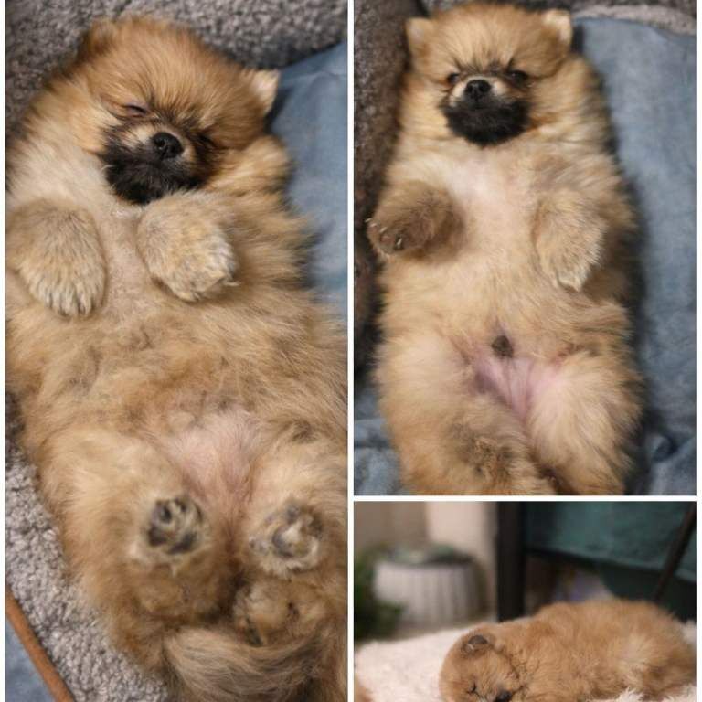 Pomeranian puppies for sale in Greenford, Greater London – 10 weeks old