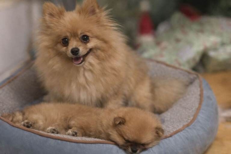 Pomeranian puppies for sale in Greenford, London – 10 weeks old - Image 2 of 5