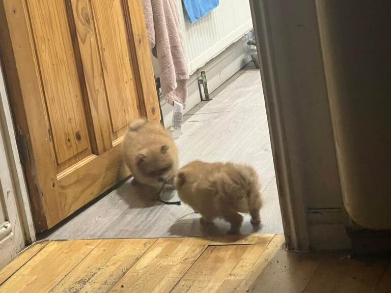 Pomeranian puppies for sale in Greenford, London – 10 weeks old - Image 3 of 5