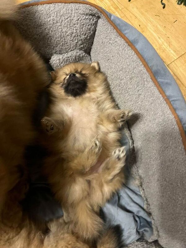 Pomeranian puppies for sale in Greenford, London – 10 weeks old - Image 4 of 5