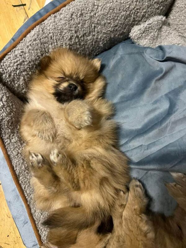 Pomeranian puppies for sale in Greenford, London – 10 weeks old - Image 5 of 5