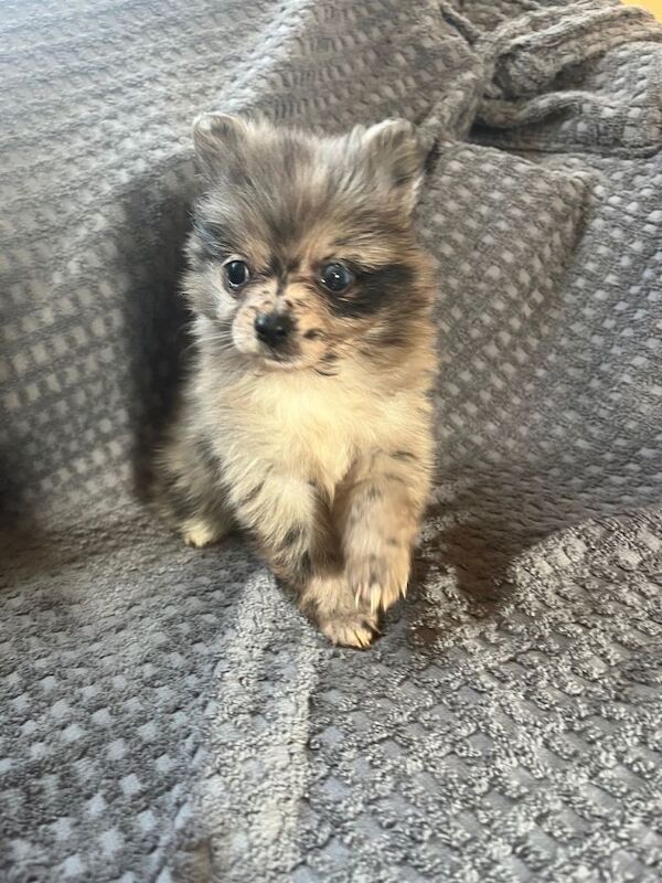 Beautiful Pomeranian puppies