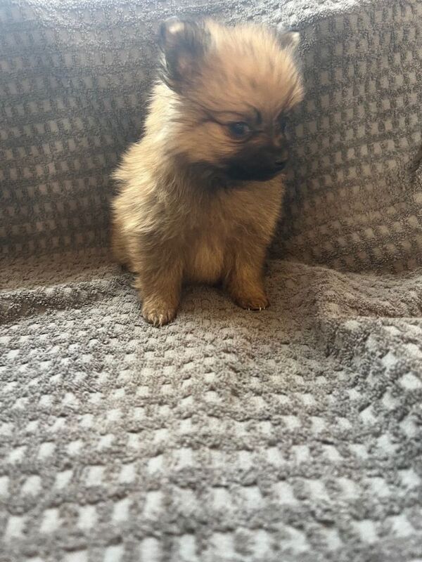 Pomeranian puppies for sale in Market Harborough, Leicestershire – 8 weeks old - Image 2 of 6