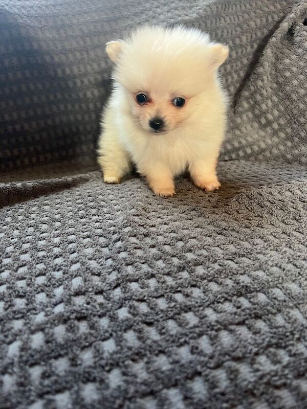 Pomeranian puppies for sale in Market Harborough, Leicestershire – 8 weeks old - Image 3 of 6