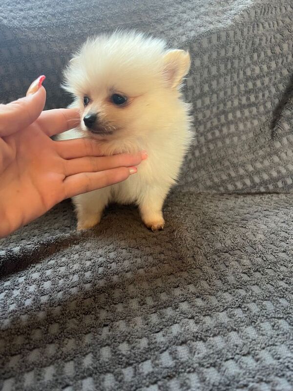 Pomeranian puppies for sale in Market Harborough, Leicestershire – 8 weeks old - Image 4 of 6