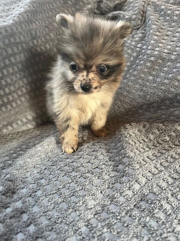 Pomeranian puppies for sale in Market Harborough, Leicestershire – 8 weeks old - Image 5 of 6