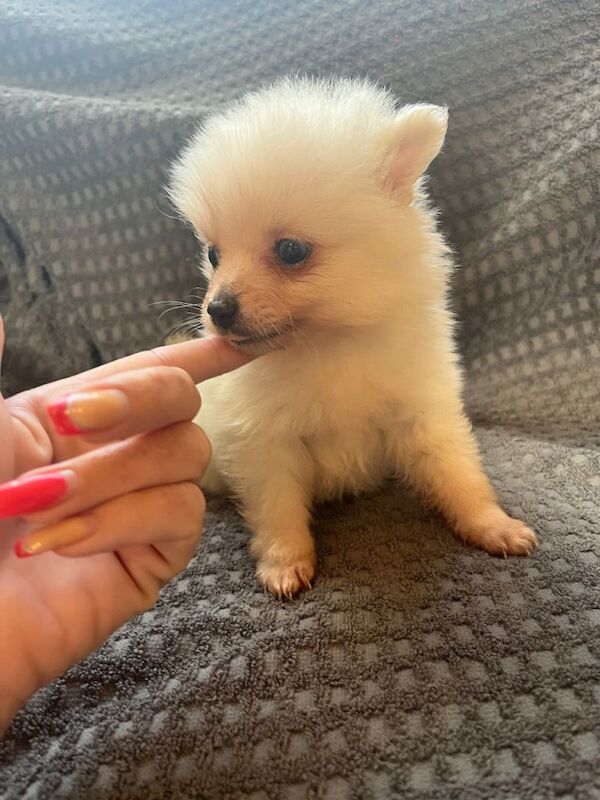 Pomeranian puppies for sale in Market Harborough, Leicestershire – 8 weeks old - Image 6 of 6