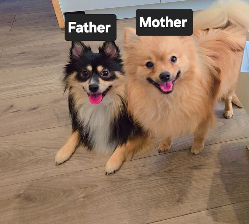 Kennel Club Registered Pomeranian Puppies For Sale