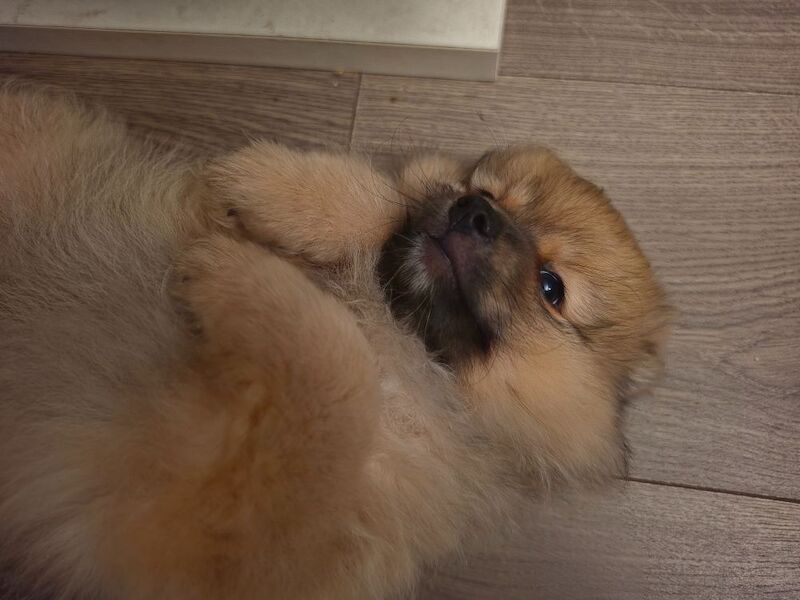 Beautiful Pomeranian Puppies - Image 2 of 5