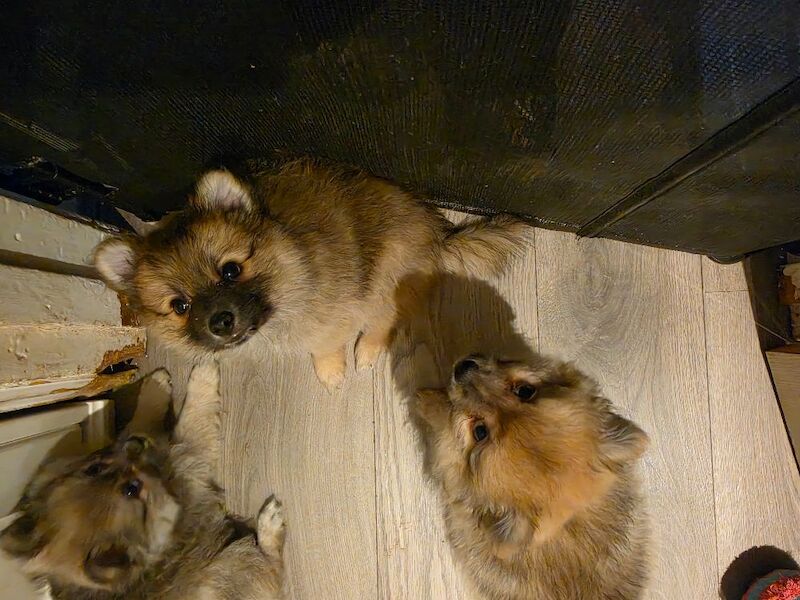 Beautiful Pomeranian Puppies - Image 3 of 5