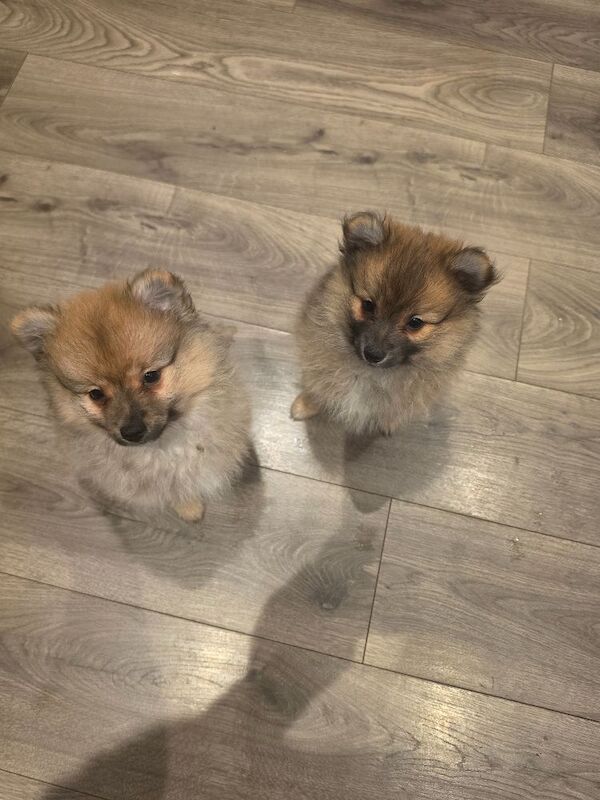 Beautiful Pomeranian Puppies - Image 4 of 5