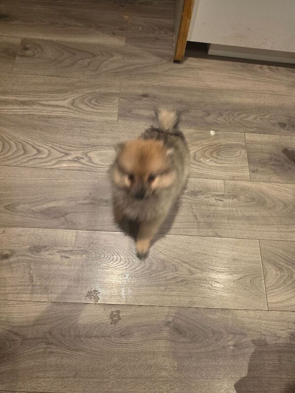 Beautiful Pomeranian Puppies - Image 5 of 5