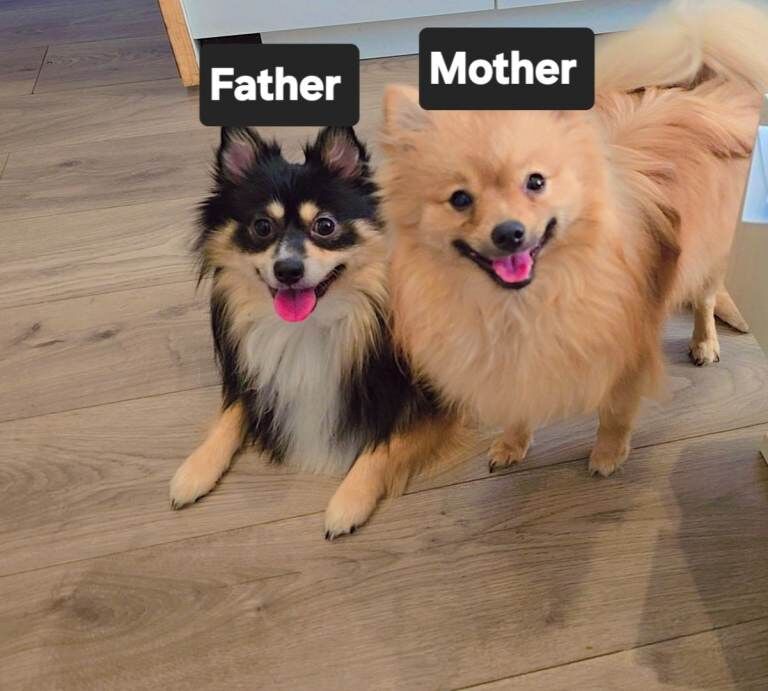 Beautiful Pomeranian Puppies