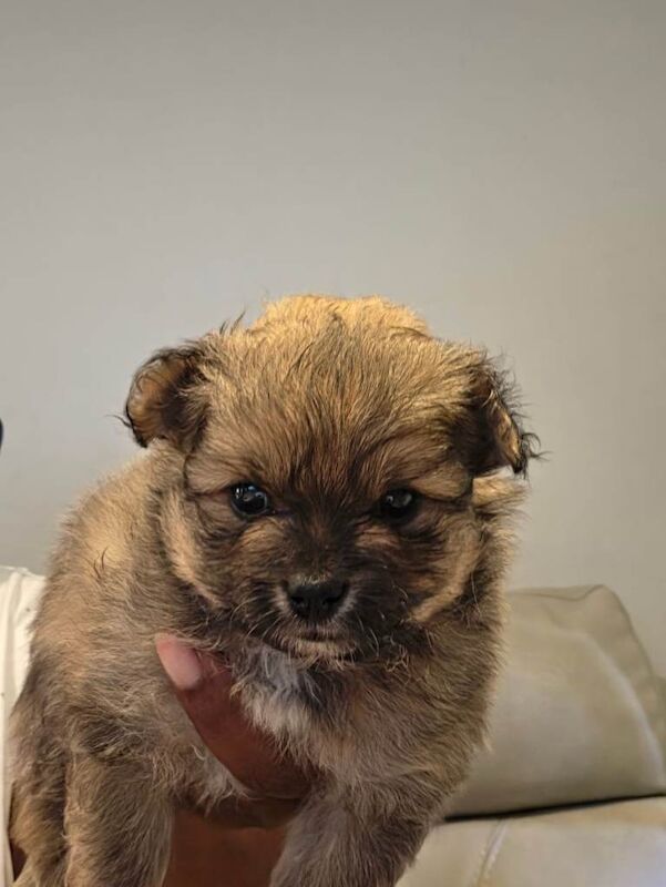 Beautiful Pomeranian Puppies - Image 2 of 5