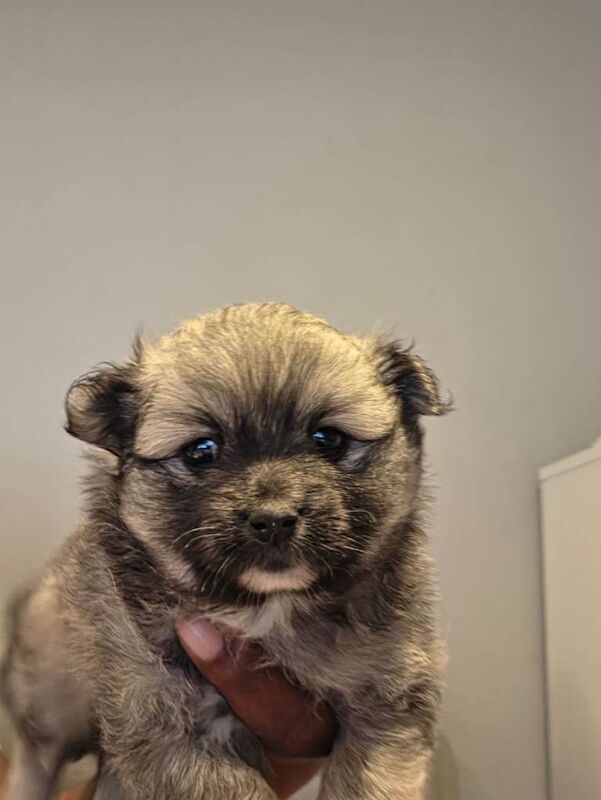 Beautiful Pomeranian Puppies - Image 3 of 5