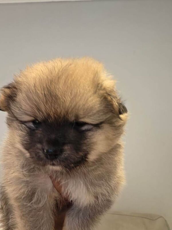 Beautiful Pomeranian Puppies - Image 4 of 5