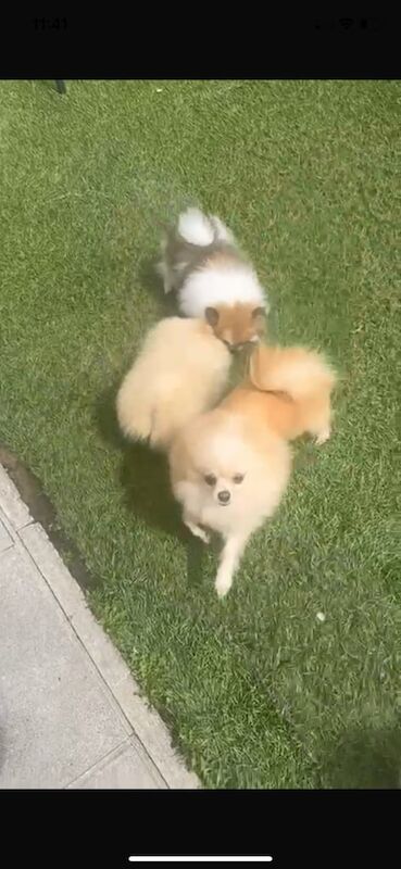 Pomeranian puppies for sale in Llanrumney, South Glamorgan – KC registered, 3 months old