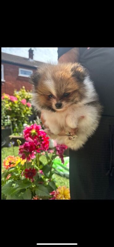 Pomeranian puppies for sale in Llanrumney, South Glamorgan – KC registered, 3 months old - Image 2 of 3