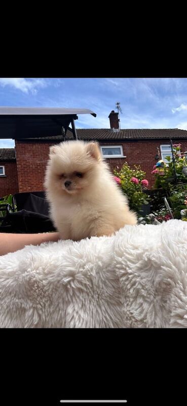 Pomeranian puppies for sale in Llanrumney, South Glamorgan – KC registered, 3 months old - Image 3 of 3