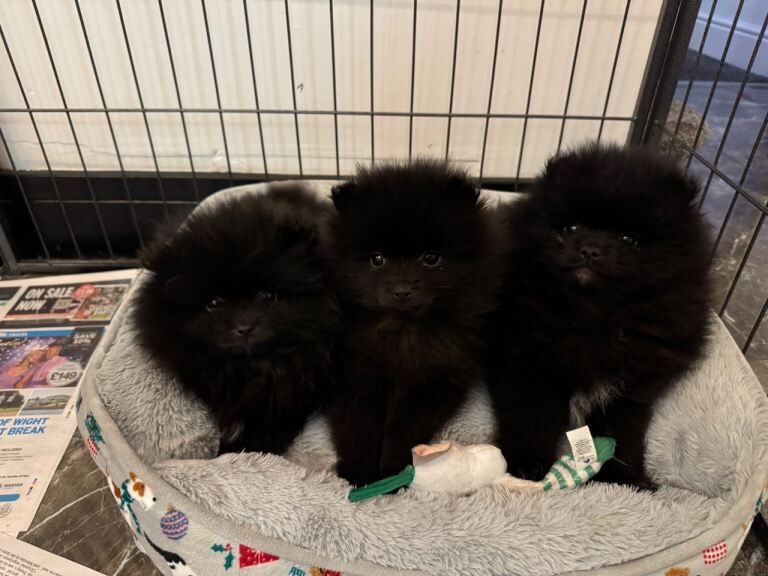 Pomeranian puppies for sale in Killamarsh, Derbyshire ā 7 weeks old