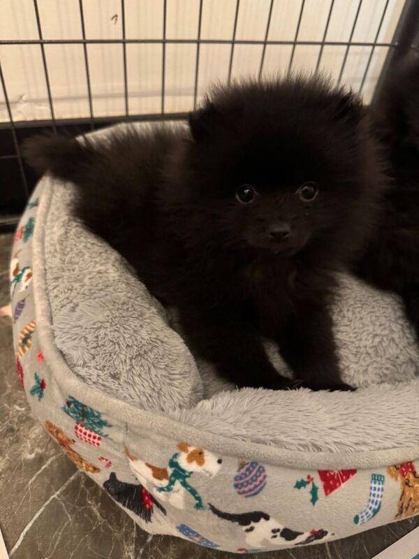 Pomeranian puppies for sale in Killamarsh, Derbyshire – 9 weeks old - Image 2 of 4
