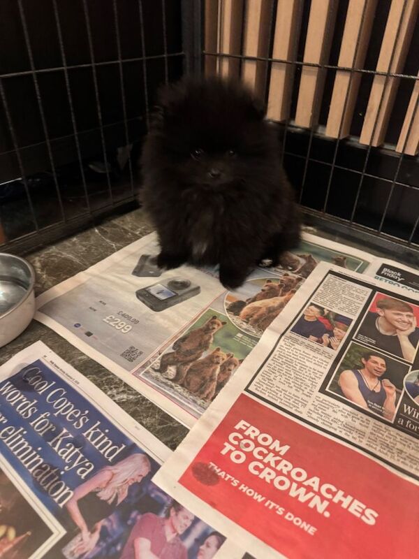 Pomeranian puppies for sale in Killamarsh, Derbyshire – 9 weeks old - Image 3 of 4