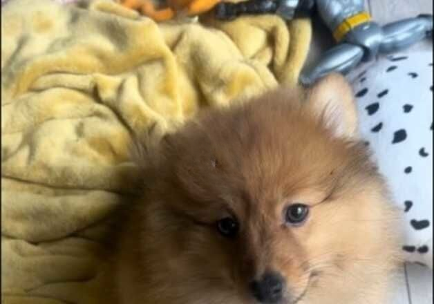 Pomeranian puppies for sale in Horley, Surrey – 1 year old - Image 1 of 1