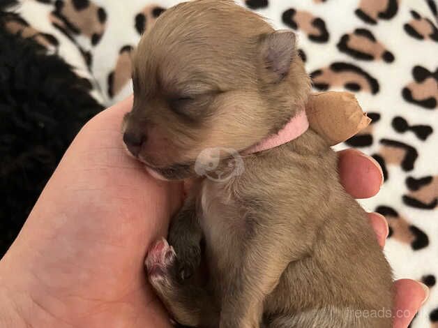 Pomeranian puppies for sale in York, Lancashire – 1 year old - Image 1 of 5