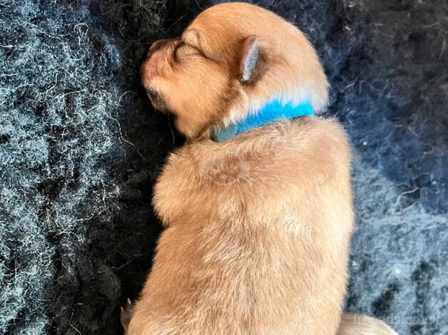 Pomeranian puppies for sale in York, Lancashire – 1 year old - Image 2 of 5