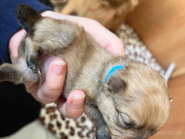 Pomeranian puppies for sale in York, Lancashire – 1 year old - Image 3 of 5