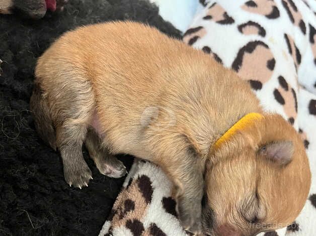 Pomeranian puppies for sale in York, Lancashire – 1 year old - Image 4 of 5