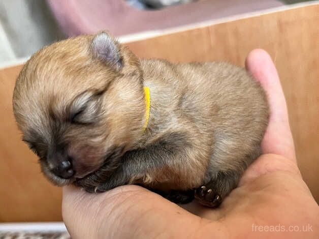 Pomeranian puppies for sale in York, Lancashire – 1 year old - Image 5 of 5