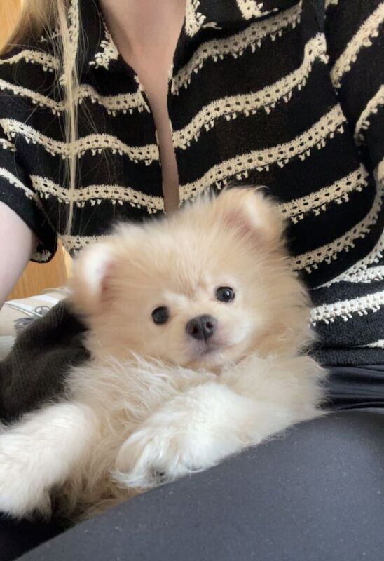 Beautiful Pomeranian Puppies Ready Now for sale in Chigwell, Essex