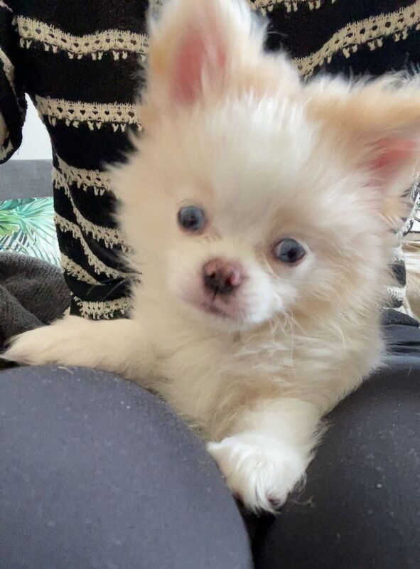 Beautiful Pomeranian Puppies Ready Now for sale in Chigwell, Essex | Image 2