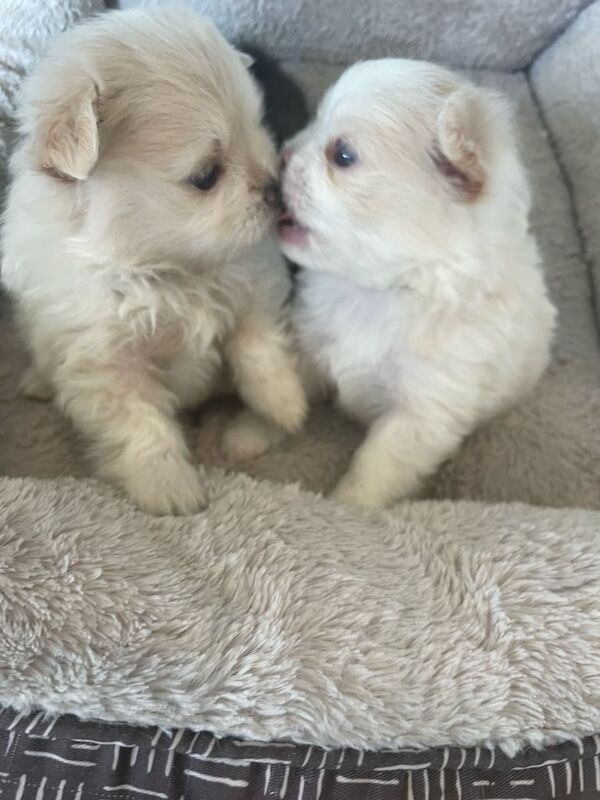 Beautiful Pomeranian Puppies Ready Now for sale in Chigwell, Essex | Image 3