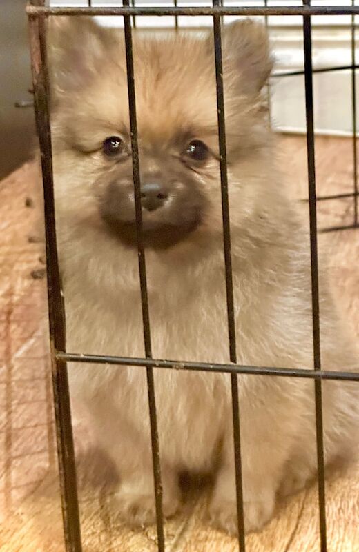 Pomeranian puppies for sale in London, City of London, Greater London – 1 year old - Image 2 of 3
