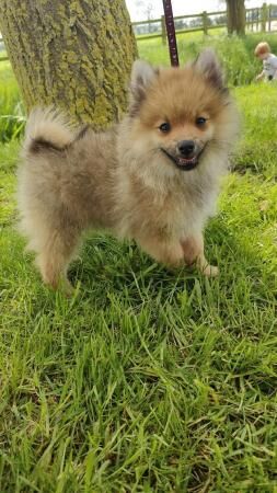 Beautiful Pomeranian puppy for sale in Milton Keynes, Buckinghamshire