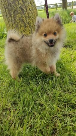 Pomeranian puppies for sale in Milton Keynes, Buckinghamshire – 1 year old - Image 1 of 5