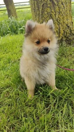 Pomeranian puppies for sale in Milton Keynes, Buckinghamshire – 1 year old - Image 2 of 5