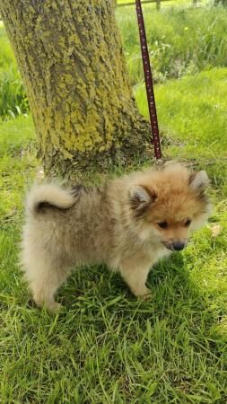 Pomeranian puppies for sale in Milton Keynes, Buckinghamshire – 1 year old - Image 3 of 5