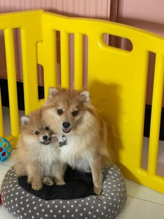 Pomeranian puppies for sale in Milton Keynes, Buckinghamshire – 1 year old - Image 4 of 5
