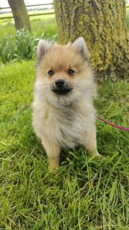 Pomeranian puppies for sale in Milton Keynes, Buckinghamshire – 1 year old - Image 5 of 5