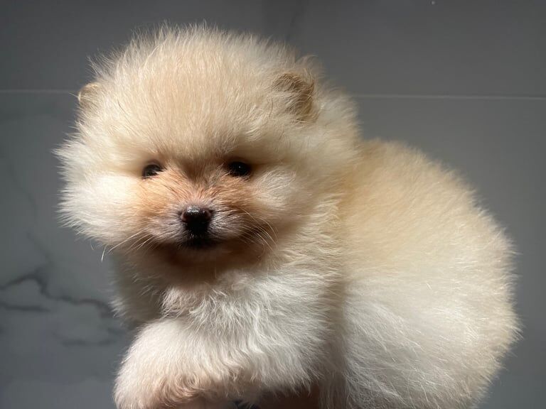 Pomeranian puppies for sale in Doncaster, South Yorkshire – 1 year old - Image 2 of 3