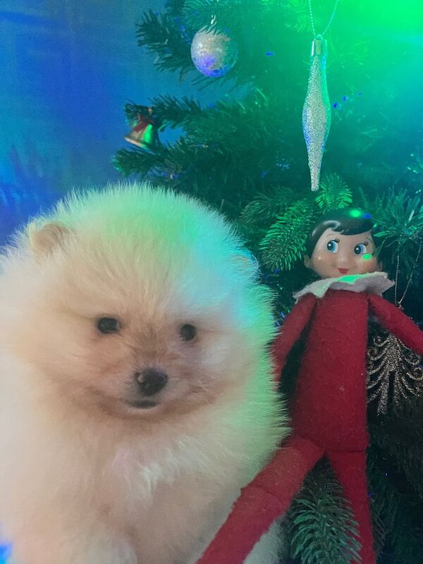 Pomeranian puppies for sale in Doncaster, South Yorkshire – 1 year old - Image 3 of 3