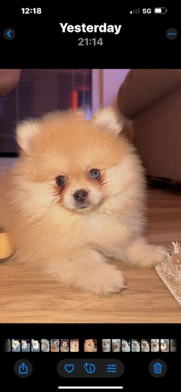 Pomeranian puppies for sale in East End, East Riding of Yorkshire – 11 weeks old