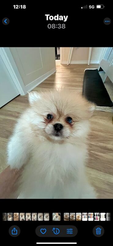 Pomeranian puppies for sale in East End, East Riding of Yorkshire – 11 weeks old - Image 2 of 3