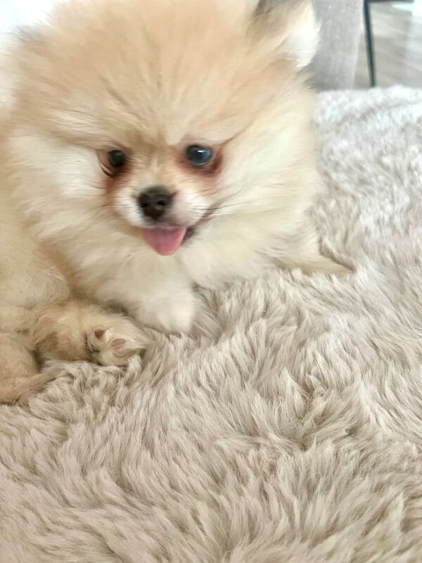 Pomeranian puppies for sale in East End, East Riding of Yorkshire – 11 weeks old - Image 3 of 3