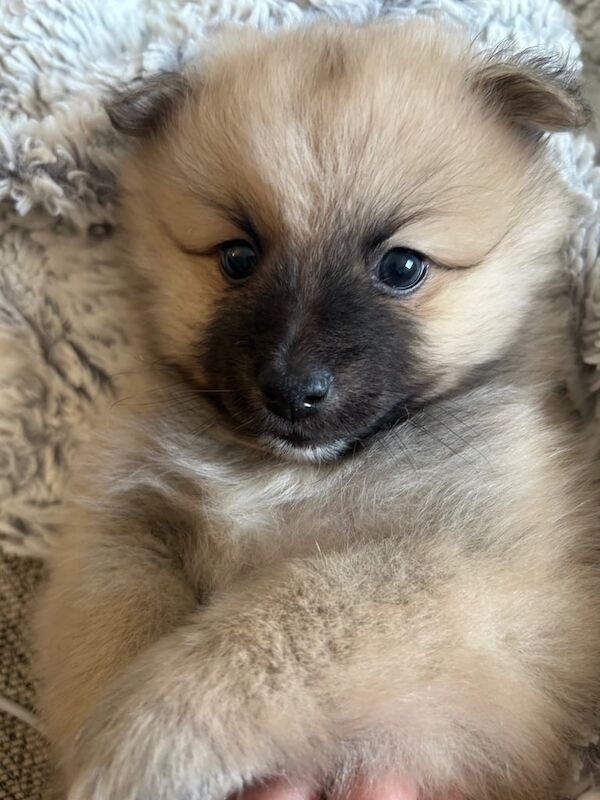 Pomeranian puppies for sale in Bradford, West Yorkshire – 4 months old - Image 2 of 5