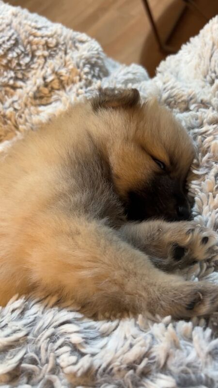 Pomeranian puppies for sale in Bradford, West Yorkshire – 4 months old - Image 3 of 5